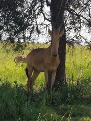 Alcelaphus buselaphus lelwel