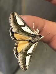 Euscirrhopterus poeyi