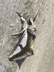 Euscirrhopterus poeyi