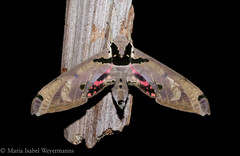 Adhemarius daphne daphne