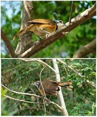 Pterorhinus pectoralis