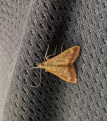 Pyrausta pseudonythesalis