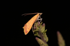 Pyrausta pseudonythesalis