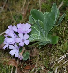 Primula marginata