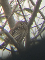 Glaucidium siju