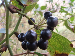 Smilax lanceifolia