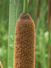 Typha angustifolia