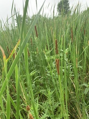 Typha angustifolia