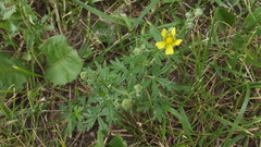 Potentilla argentea