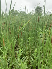 Typha angustifolia