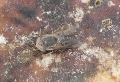 Atylotus canarius