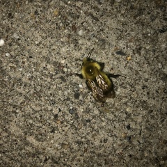 Apocephalus borealis