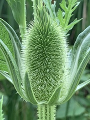 Dipsacus laciniatus