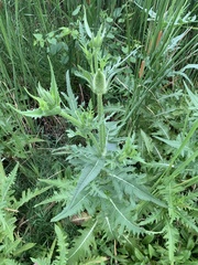 Dipsacus laciniatus