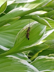 Diphyus palliatorius