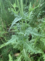 Dipsacus laciniatus