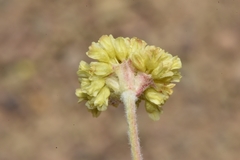 Eriogonum lewisii