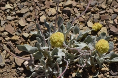 Eriogonum lewisii