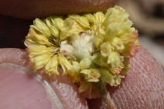 Eriogonum lewisii