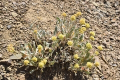 Eriogonum lewisii
