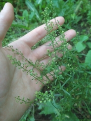 Lepidium
