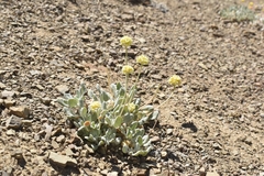 Eriogonum lewisii
