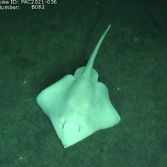 Bathyraja spinosissima