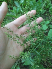 Lepidium