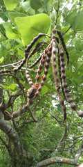 Erythrina folkersii