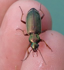 Chlaenius spoliatus