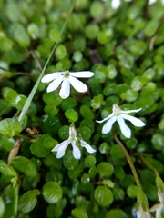 Lobelia angulata