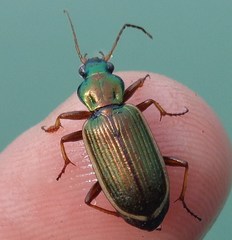 Chlaenius spoliatus