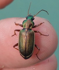 Chlaenius spoliatus