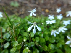 Lobelia angulata