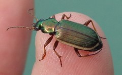 Chlaenius spoliatus