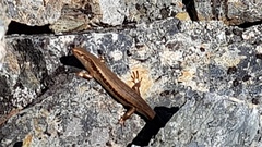 Oligosoma inconspicuum