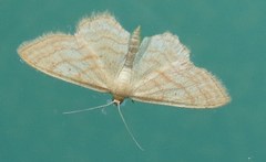 Idaea rufaria