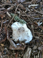 Agaricus
