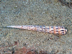 Terebra corrugata