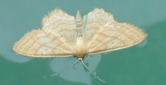 Idaea rufaria