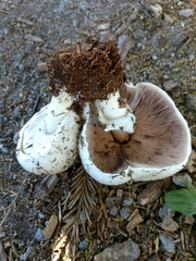 Agaricus