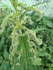 Urtica dioica