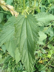 Urtica dioica