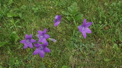 Campanula patula