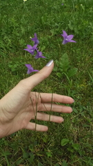 Campanula patula