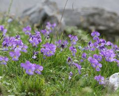 Viola calcarata