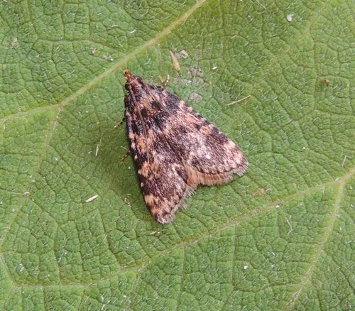 Stored grain moth