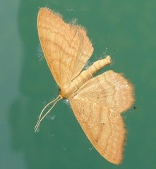 Idaea rufaria