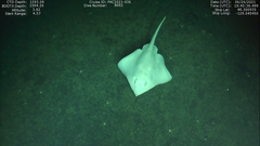 Bathyraja spinosissima