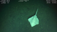 Bathyraja spinosissima